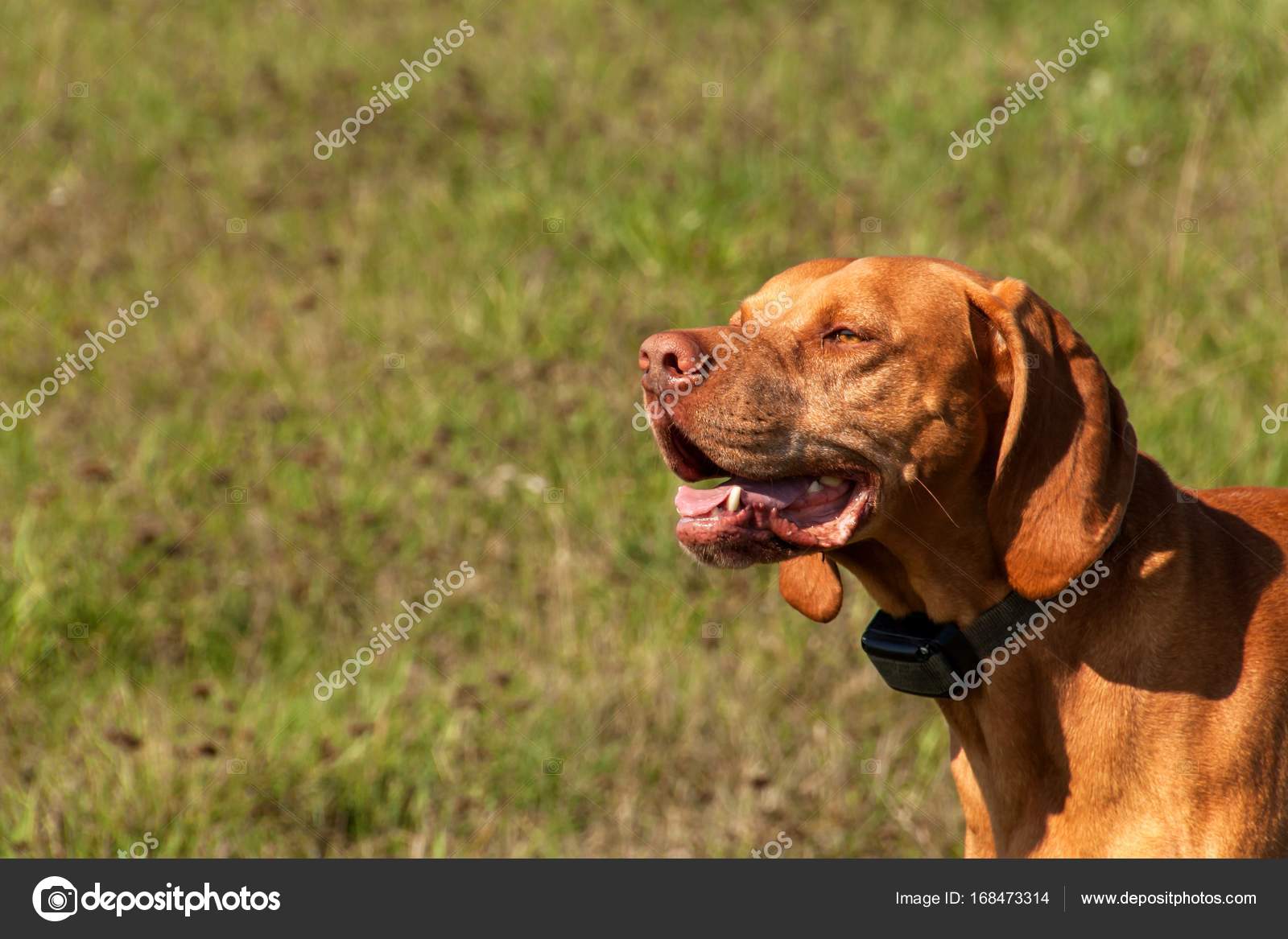 Elektronische Ausbildung Halsband für den Hund. Ungarische Bracke Jagd