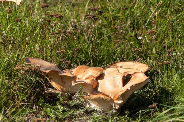 Grands champignons sur une prairie dans l'herbe. Récolte automnale de champignons. Nom latin - Leucopaxillus giganteus . — Photo