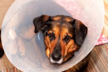 Hasta köpek huni tasma takıyor. Yaralı arka ayakları bir köpek tedavi.