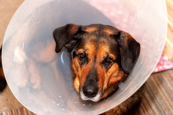 Anjing sakit mengenakan kerah corong. Perawatan kaki belakang yang terluka dari anjing . — Stok Foto