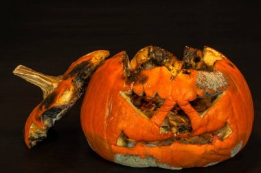 Küflü balkabağı. Cadılar Bayramı kutlamaları sonu. Çürüyen balkabağı. Küflü gıda.