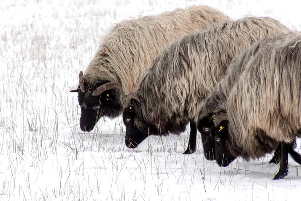 Koyun kar üzerinde otlatma vardır. Çiftlikte karlı mera. — Stok fotoğraf