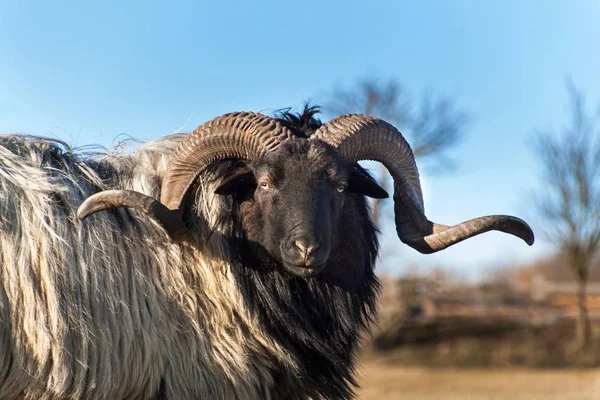 Ram bir mera otlatma. Ram'ın başına bir görüntü. Sonbahar öğleden sonra çiftlikte. Hayvancılık. — Stok fotoğraf