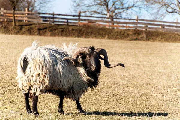 Ram bir mera otlatma. Ram'ın başına bir görüntü. Sonbahar öğleden sonra çiftlikte. Hayvancılık. — Stok fotoğraf