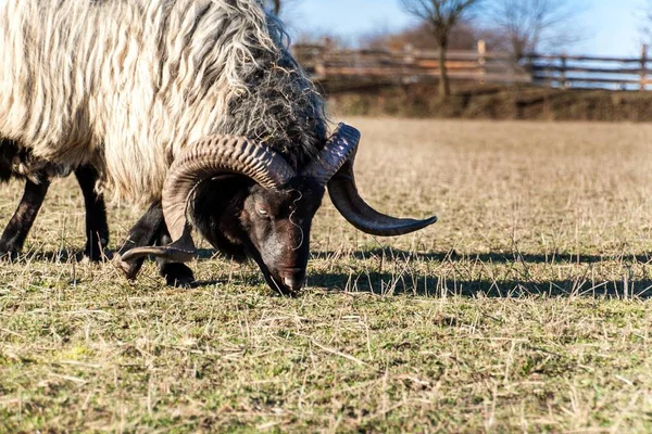 Ram bir mera otlatma. Ram'ın başına bir görüntü. Sonbahar öğleden sonra çiftlikte. Hayvancılık. — Stok fotoğraf