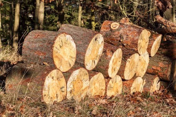 Borový les uložené na zimu. Broušená borovice. Ekologické topení dřevem. — Stock fotografie