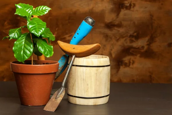 Οικιακής χρήσης μηχανές καφέ αυξάνεται. Κατάστημα καφέ. Δενδρύλλια καφέ στο τραπέζι. Καλλιέργεια φυτών. — Φωτογραφία Αρχείου