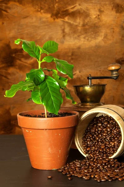 Café doméstico a crescer. Café. Sopas de café na mesa. Plantas de cultivo . — Fotografia de Stock