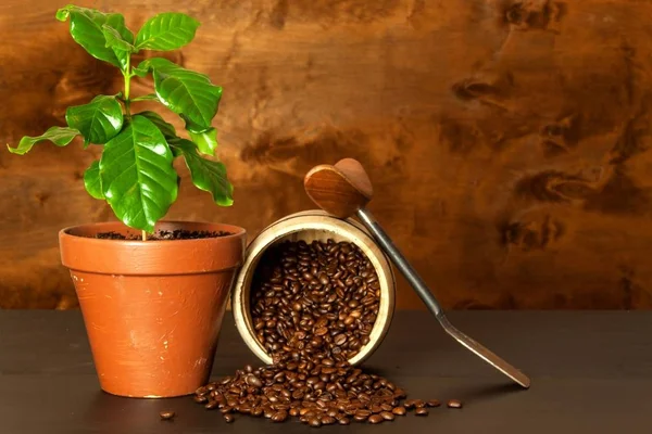 Café doméstico. Cafetería. Plantas de café sobre la mesa. Plantas de cultivo . — Foto de Stock