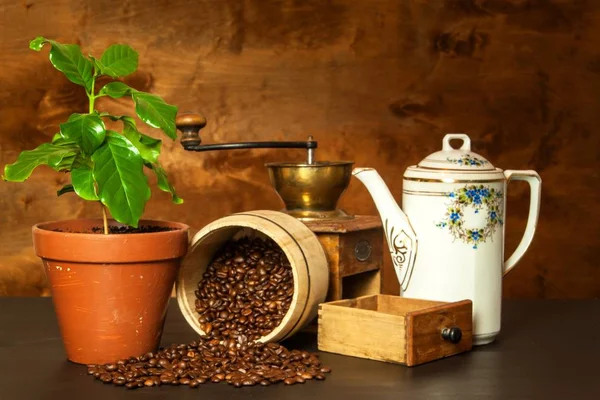 Café doméstico. Cafetería. Plantas de café sobre la mesa. Plantas de cultivo . — Foto de Stock