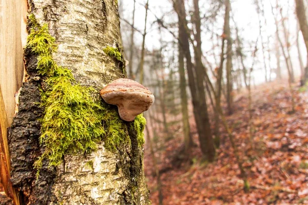 Wild mushroom on birch tree trunk in autumn forest. — Stock Photo, Image