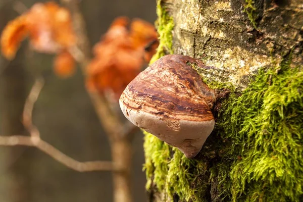 Huş ağacı ağaç gövdesi sonbahar ormandaki üzerinde yabani mantar.