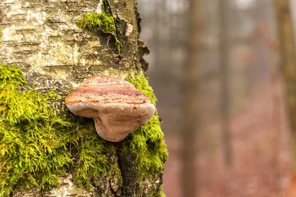 Seta silvestre en tronco de abedul en bosque de otoño . — Foto de Stock