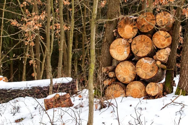 Kupie Drewno kominkowe w śnieżnym lesie. Skrzynia z olbrzymiej sosny na opał. Ekologiczne Ogrzewanie drewnem. — Zdjęcie stockowe