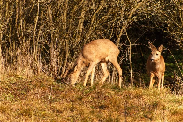 Cervi in natura. Cervo tra i cespugli. Fauna selvatica nella Repubblica Ceca . — Foto Stock