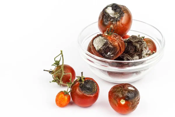 Tomates mofados em uma tigela de vidro em um fundo branco. Comida pouco saudável. Mau armazenamento de vegetais. Molde em comida . — Fotografia de Stock