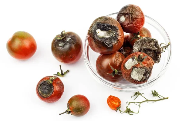 Spleśniały pomidory w szklanej misce na białym tle. Niezdrowe jedzenie. Złe przechowywanie warzyw. Pleśń na żywność. — Zdjęcie stockowe