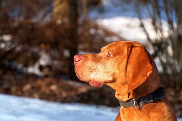 Hungarian hunting dog on a winter hunt in the woods. Vizsla hunting wildlife. — Stock Photo, Image