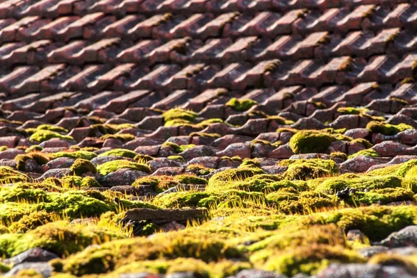 Βρύα στη Παλιά στέγη. Κεραμίδια κατάφυτος με βρύα πράσινο. Τα βρύα στη στέγη. — Φωτογραφία Αρχείου