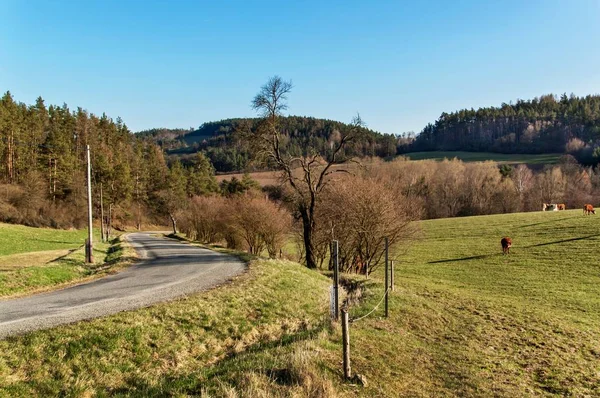 Spring evening on pastures. The road around pastures with cattle. Countryside in the Czech Republic. Livestock on the farm. — Stock Photo, Image