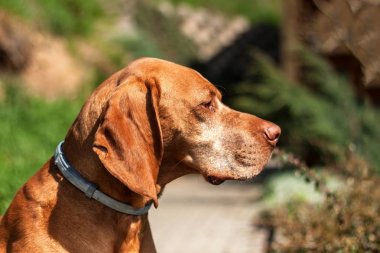 Keneler karşı yaka. Parazitlere karşı savunma. Macar işaretçi Vizsla.