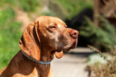 Keneler karşı yaka. Parazitlere karşı savunma. Macar işaretçi Vizsla.