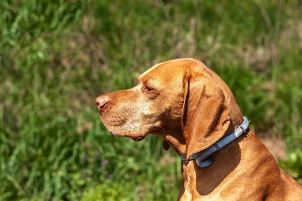 Collar against ticks. Defense against parasites. Hungarian pointer Vizsla. — Stock Photo, Image