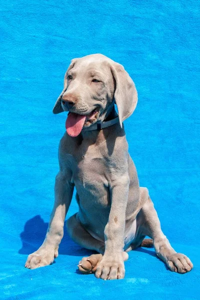 Retrato de um cachorro weimaraner em fundo azul. Filhote de cachorro de um cão de caça . — Fotografia de Stock