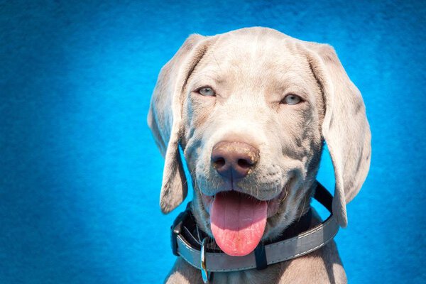 Portrait of a weimaraner puppy on blue background. Puppy of a hunting dog.