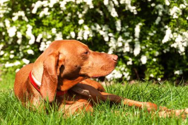 Macar tazı otların arasında yatıyor. Geri kalanı için avcılık. Av köpeği bir çayır üzerinde.