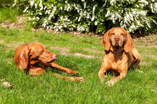 Węgierski pies leży w trawie. Reszta na polowanie. Pies myśliwski na łące. — Zdjęcie stockowe