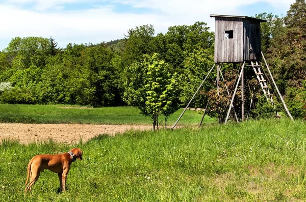 Ahşap avcılık watchtower çek peyzaj. Kırsal Çek Cumhuriyeti. Yaban av. — Stok fotoğraf