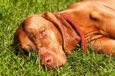 Macar Vizsla köpek portre doğada. Macar işaretçi Vizsla, avına koklama. Köpek bir avcı sadık bir dost. Dog Head'a detay.