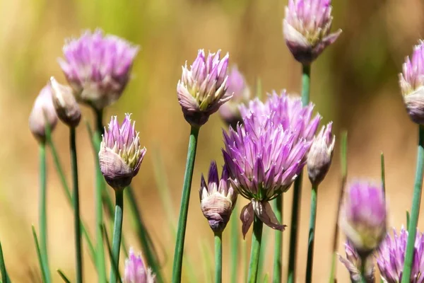 Beautiful large purple chive flowers. Purple chives flowers growing in the herb garden.