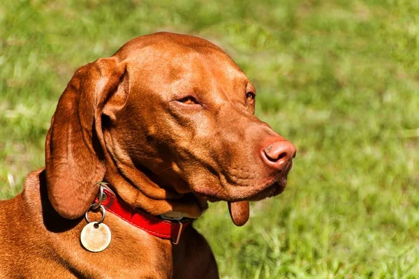 Hungarian Vizsla dog portrait in the nature. Hungarian pointer Vizsla, sniffing on hunt. Dog a loyal friend of a hunter. Detail of dog head. — Stock Photo, Image