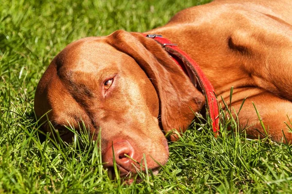 Hungarian Vizsla dog portrait in the nature. Hungarian pointer Vizsla, sniffing on hunt. Dog a loyal friend of a hunter. Detail of dog head. — Stock Photo, Image