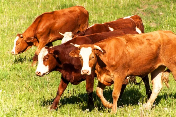 Domestic cattle on pasture. Breeding cows and bulls. Life on the farm.