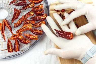 Erkek eldivenli eller dilimlenmiş acı biber (Bhut Jolokia Çikolatası). Kurutma için hazırlık. Sıcak baharat satışı. Sağlıklı baharatlar.