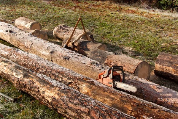 Cutting wood for heating. Work in forest. Pine trunks on meadow. Preparing for winter. — Stock Photo, Image