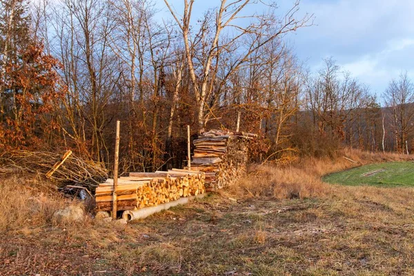 Pile de bois près de la forêt. Soirée au travail dans la forêt. Préparation du bois de chauffage pour l'hiver. Changement climatique. Combustible écologique . — Photo