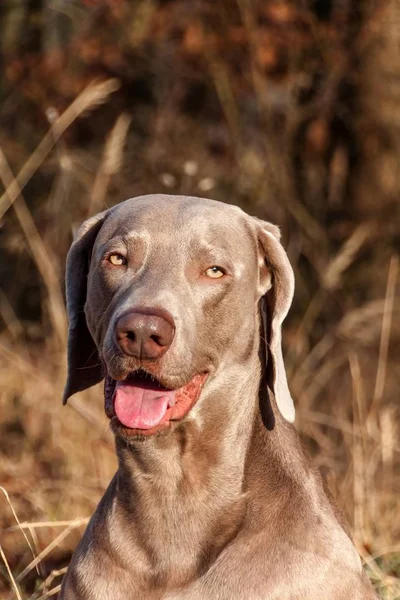 Retrato de Weimaraner. Close-up de um cão de caça. Amigo leal. Chefe de Weimaraner . — Fotografia de Stock