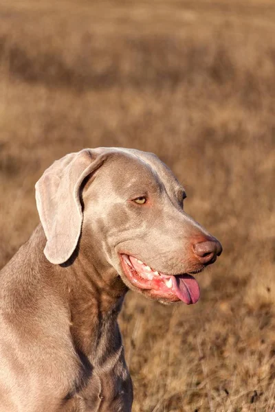 Retrato de Weimaraner. Close-up de um cão de caça. Amigo leal. Chefe de Weimaraner . — Fotografia de Stock