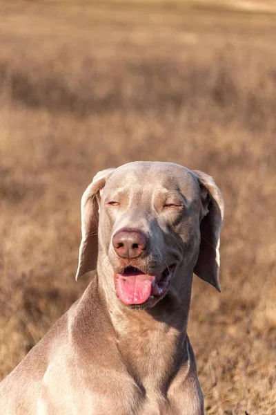 Výmarský portrét. Detailní záběr loveckého psa. Věrný přítel. Šéf Weimaraner. — Stock fotografie