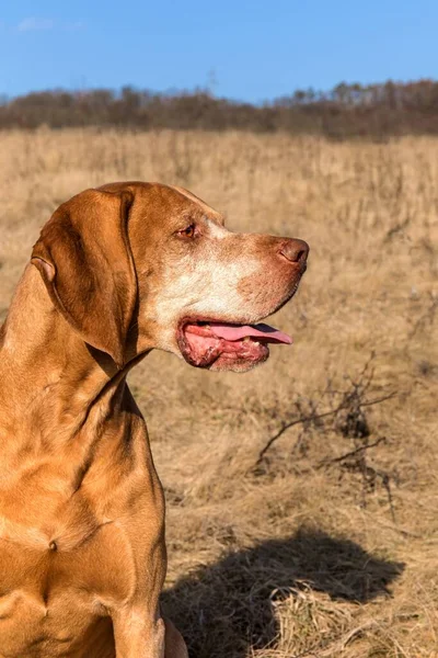 Hlava loveckého psa. Maďarský pes (Vizsla) na louce. Ohař. Věrný přítel člověka. — Stock fotografie
