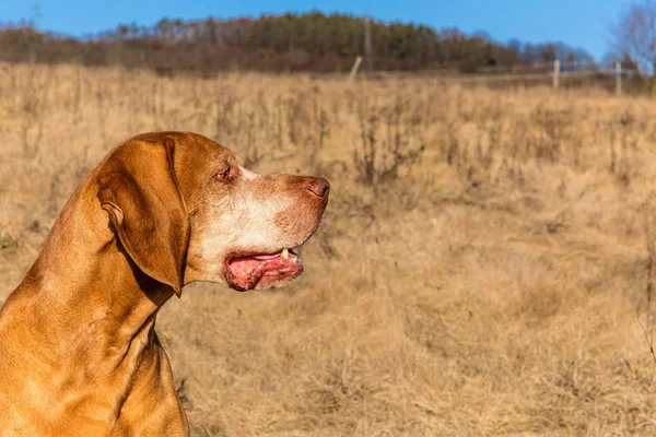 Head of a hunting dog. Hungarian hound (Vizsla) on meadow. Hound. Faithful friend of man. — Stock Photo, Image