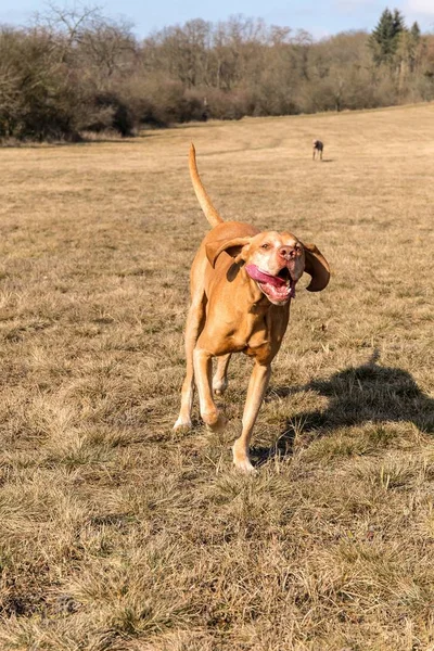 Sabueso húngaro (Vizsla) corriendo en el prado. Cazador. Fiel amigo del hombre . — Foto de Stock