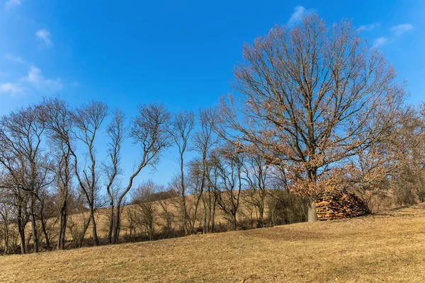 Eiche ohne Blätter. Winterzeit ohne Schnee. mächtige Eiche auf der Wiese. Brennholz unter dem Baum. sonniger Tag. — Stockfoto