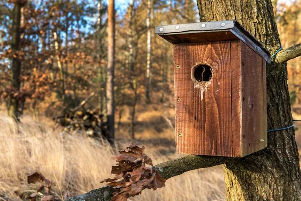 Dřevěná Ptačí Budka Stromě Dřevěná Ptačí Budka Dubu Ptačí Budka — Stock fotografie