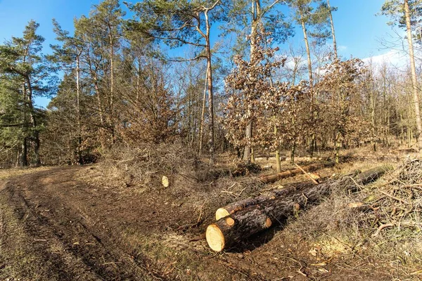 Pinheiros Caídos Borda Floresta Registo Lenha Para Aquecimento Alterações Climáticas — Fotografia de Stock