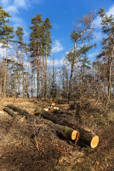 Pinheiros Caídos Borda Floresta Registo Lenha Para Aquecimento Alterações Climáticas — Fotografia de Stock